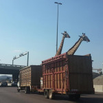 Giraffe dies after smashing head on low highway bridge
