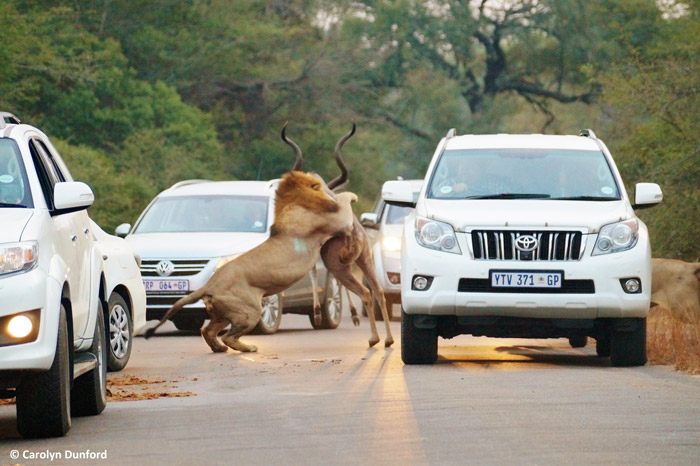 kudu-cars-kruger