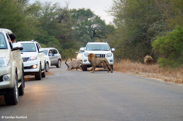 kudu-lion-chase-car