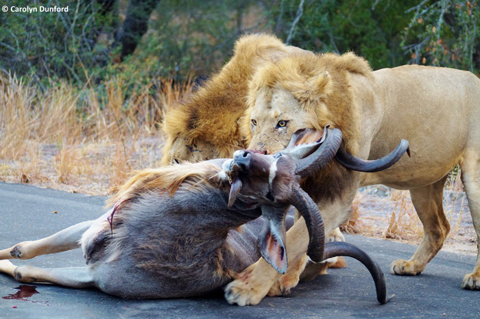 lion-kill-kruger