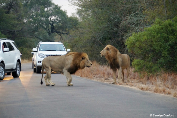 male-lions-kruger