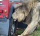 Lions eat car tires as terrified tourists watch at The Serengeti National Park