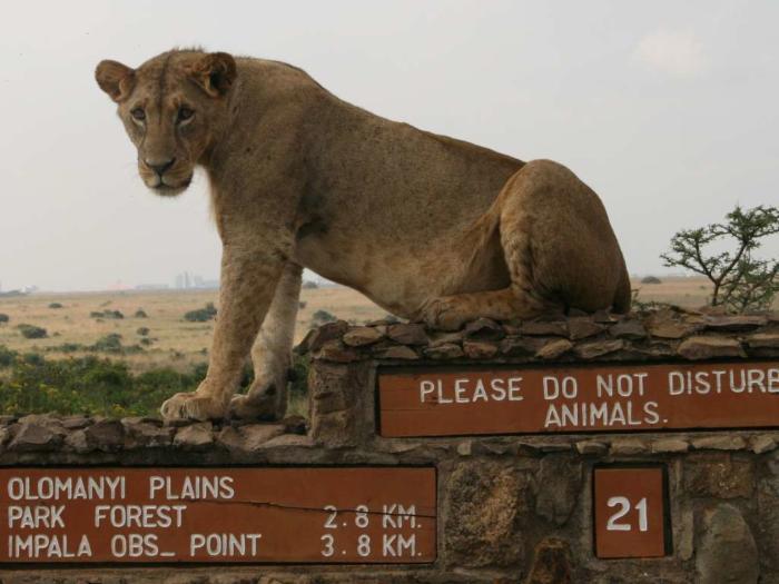A lioness rests on a directional signage at Nairobi's National Park, July 12, 2014 