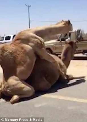 Two camels mating in the middle of the road