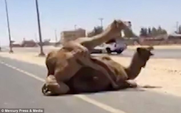 The pair were caught in the act by a British ex-pat in the country who filmed the grunting female being mounted by her partner just off the the central reservation of Sheikh Mohammed Bin Zayed Road, between Dubai and Ras Al-Khaimah, on Thursday afternoon
