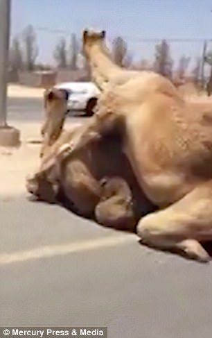 Two camels caused a massive traffic jam in the desert when they decided to mate in the middle of a motorway in the United Arab Emirates